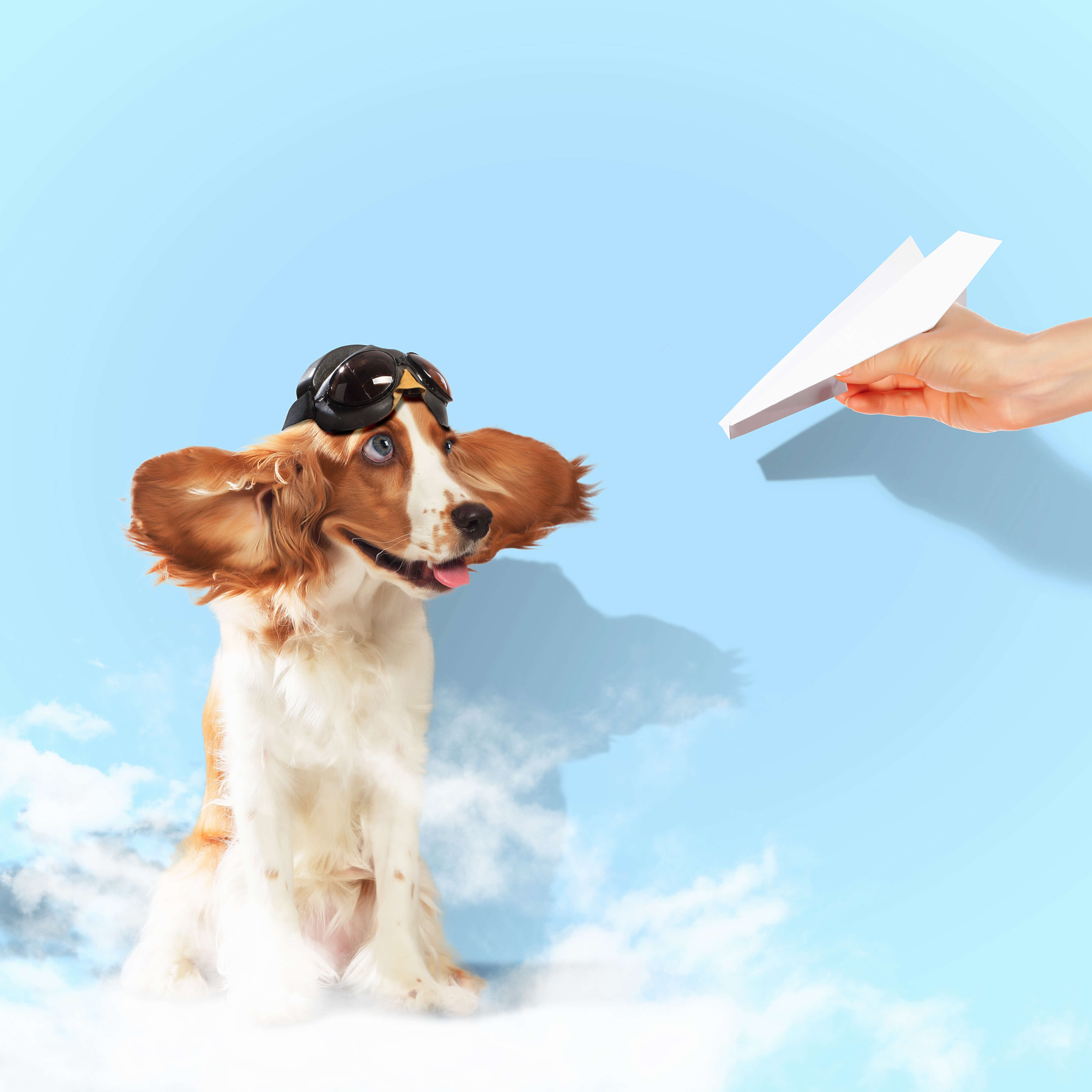 Image of Flying With Pets at SJC