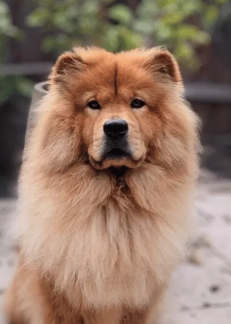 Paddington - Chow Chow