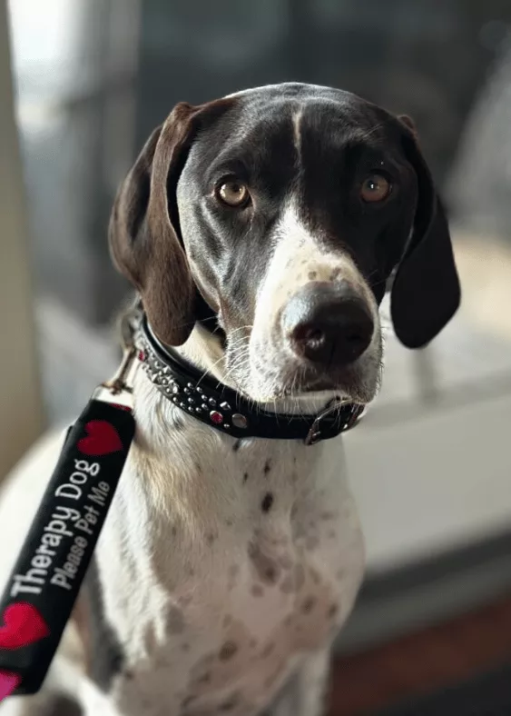 Winnie - German Shorthaired Pointer