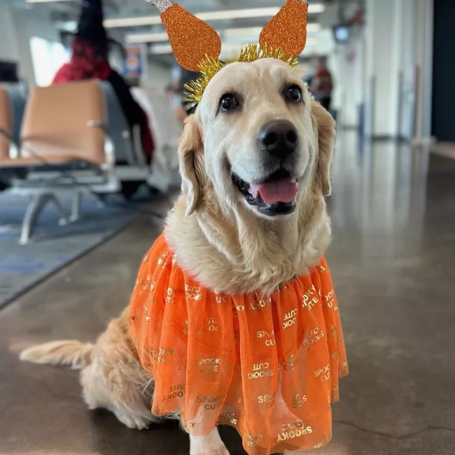 Happy Tails Halloween Parade